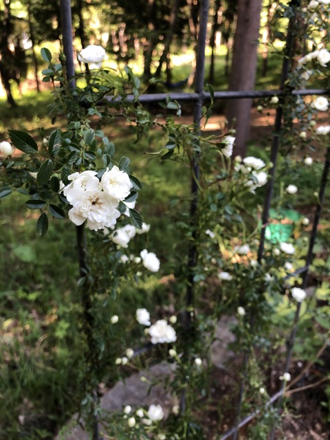 ユキアカリ